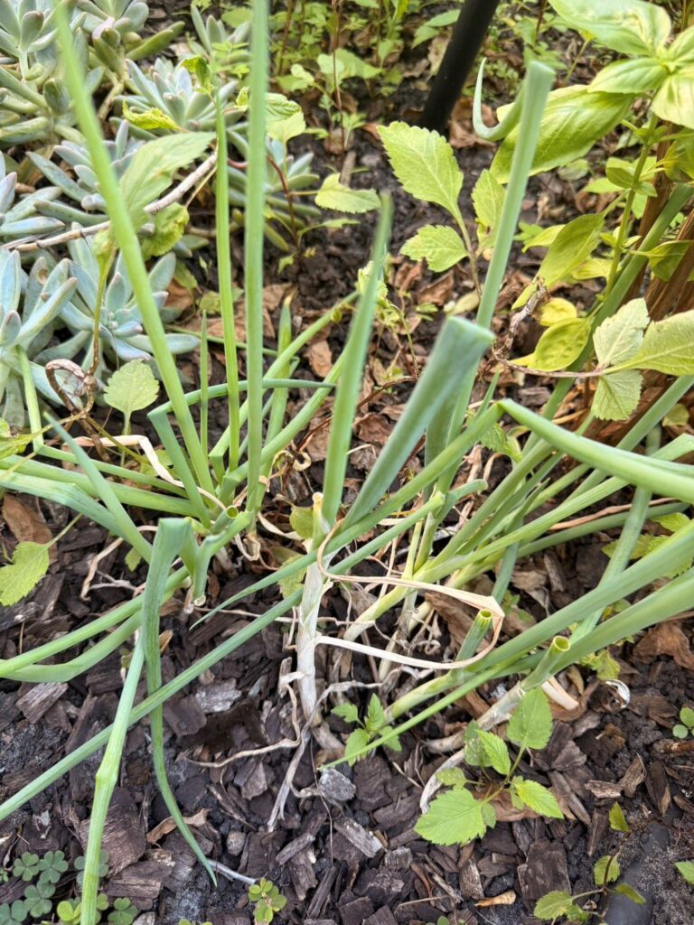 生育中のネギ（＠loooove.tさんより提供）