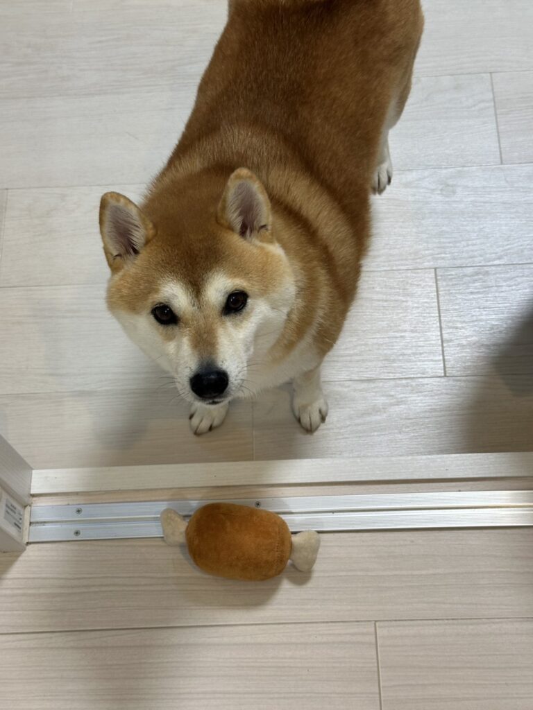 普段のおでんちゃん①（＠odentokone0215さんより提供）