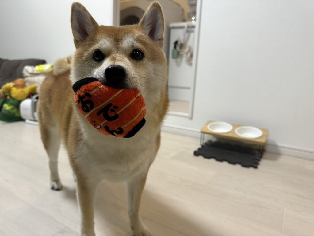 普段のおでんちゃん②（＠odentokone0215さんより提供）