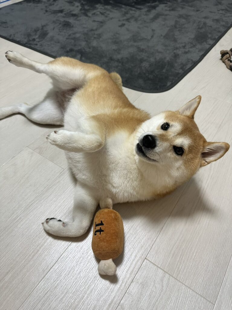 普段のおでんちゃん③（＠odentokone0215さんより提供）