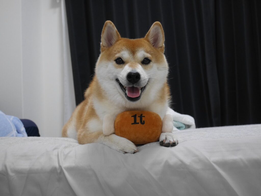 おもちゃを返した様子②（＠odentokone0215さんより提供）