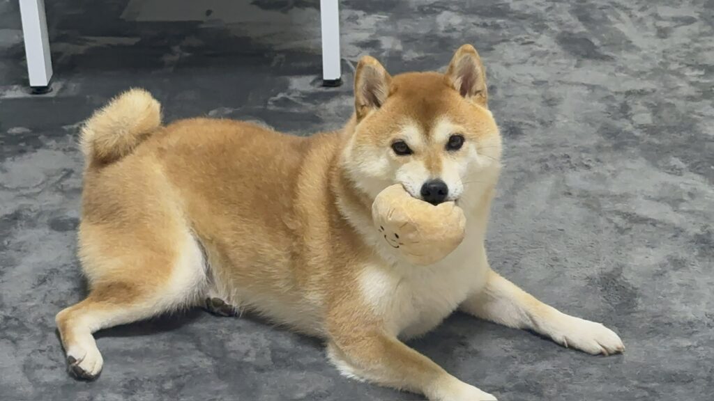 普段のおでんちゃん④（＠odentokone0215さんより提供）