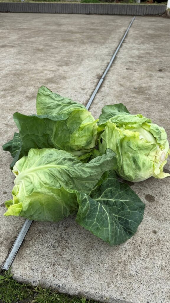 キャベツを4玉いただいた際の写真（＠koji.to.kurasuさんより提供）