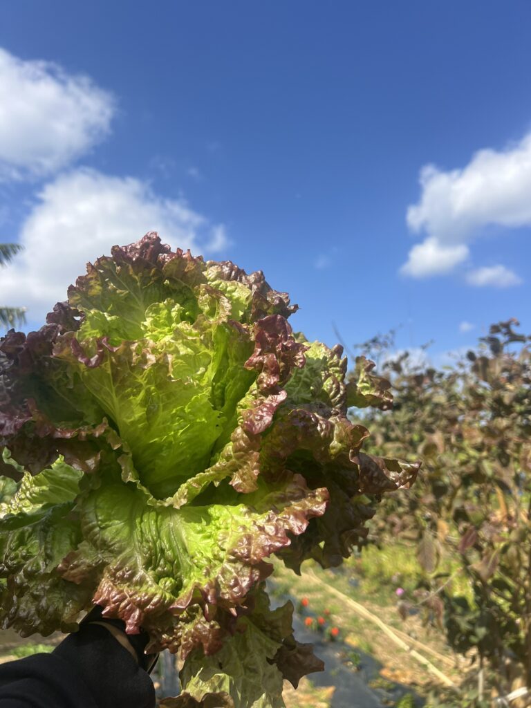 【実際の写真】　受け取ったモノ