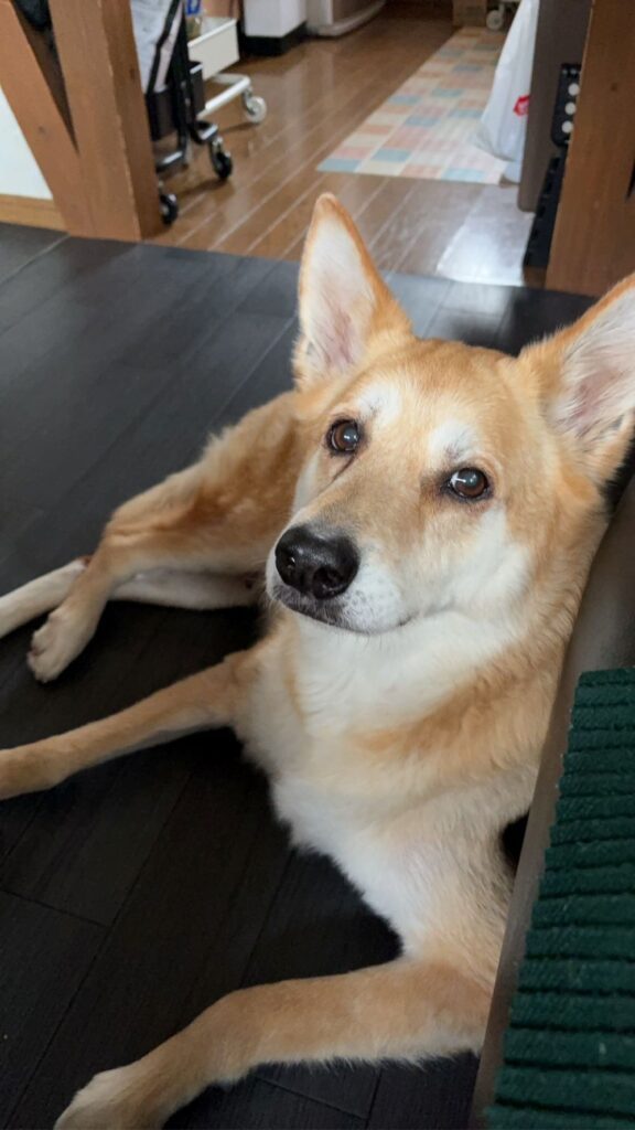 普段のようくん②（＠yoyochan160303さんより提供）