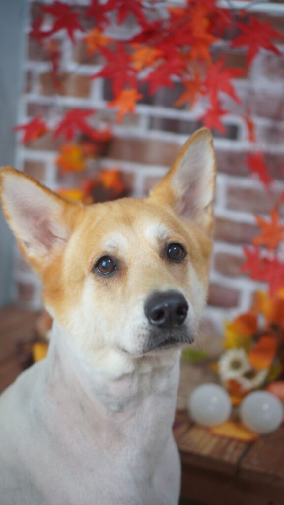 普段のようくん③（＠yoyochan160303さんより提供）