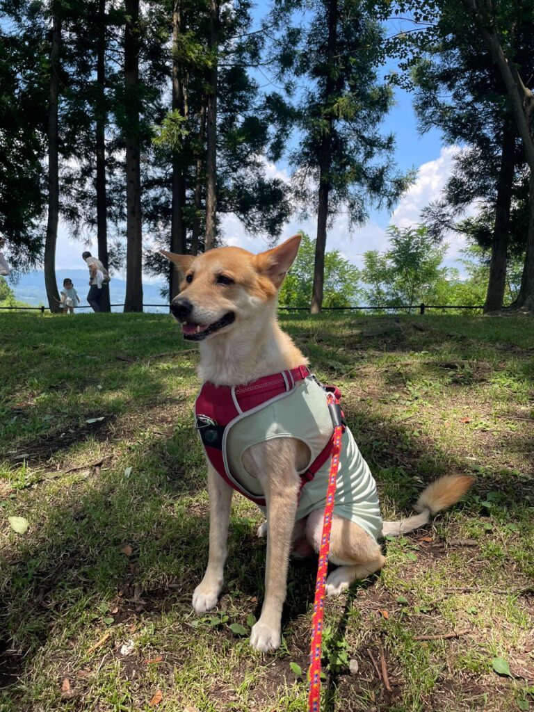【実際の写真】　投稿者さんが見た光景
