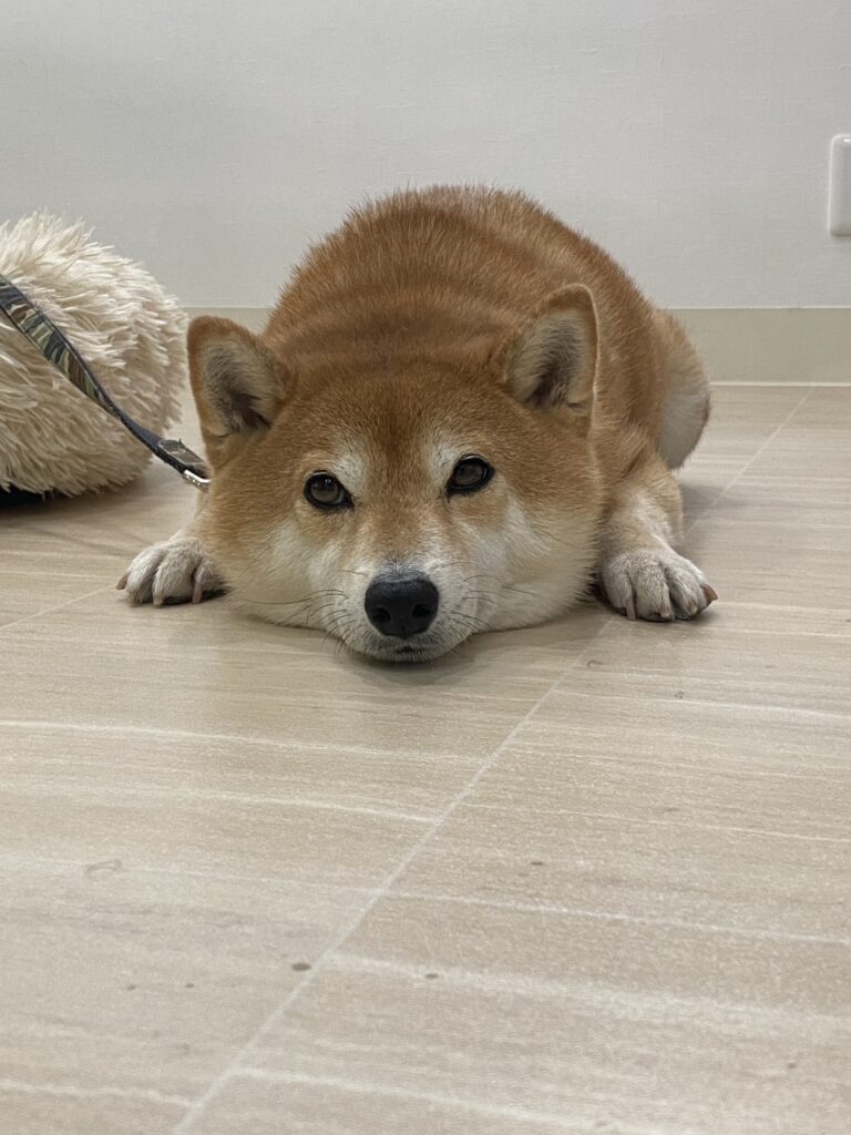 ハクくん①（＠hashiruhito_fujisanさんより提供）