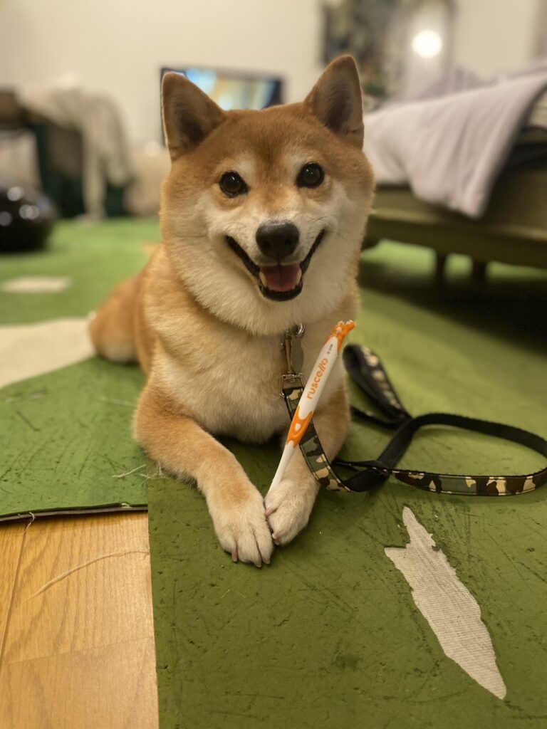 ハクくん②（＠hashiruhito_fujisanさんより提供）