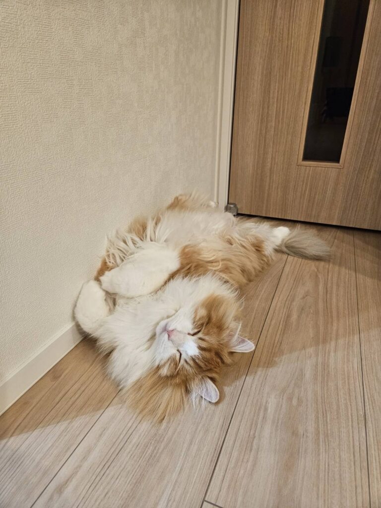 こてつくん③（＠tatsumi_yamaiさんより提供）