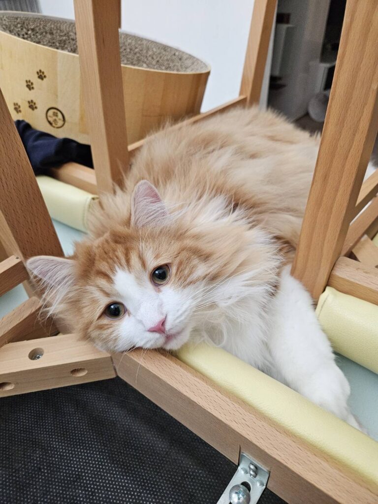 こてつくん④（＠tatsumi_yamaiさんより提供）