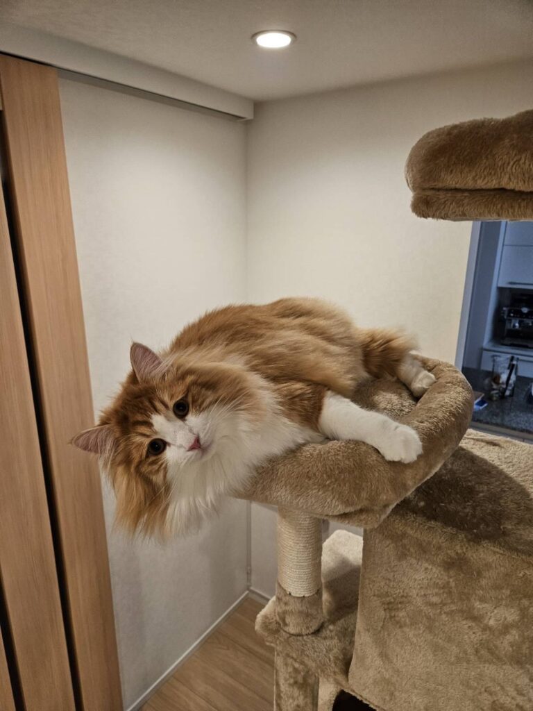 こてつくん⑤（＠tatsumi_yamaiさんより提供）