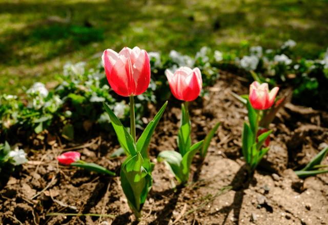 【実際の写真】　妻が見た光景