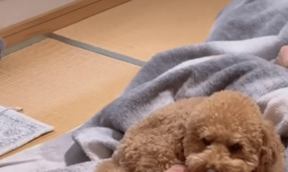 犬のお迎えに反対だった父。1年9ヶ月後、現在の姿に「パパ息してね〜」「幸せ過ぎる」「羨ましい」