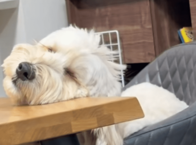 机に首を置く愛犬に違和感…。→よく見ると…「ウソだ！？」「怖い…」