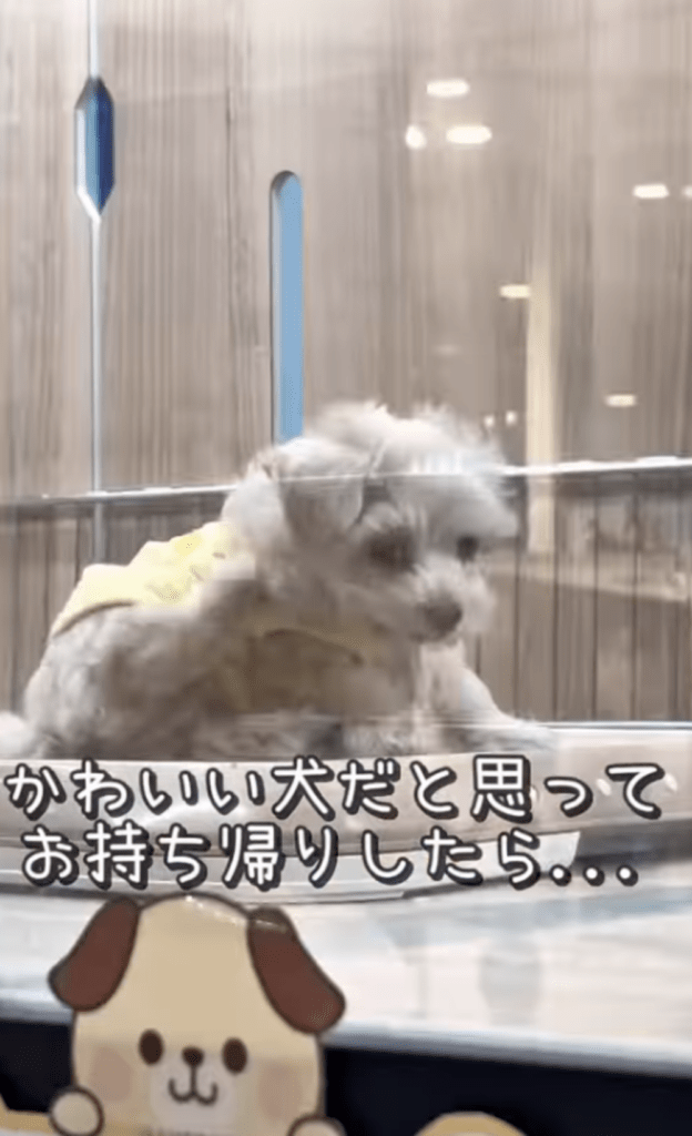 ペットショップでのそらくん③（@sora_maltipoooさんより提供）