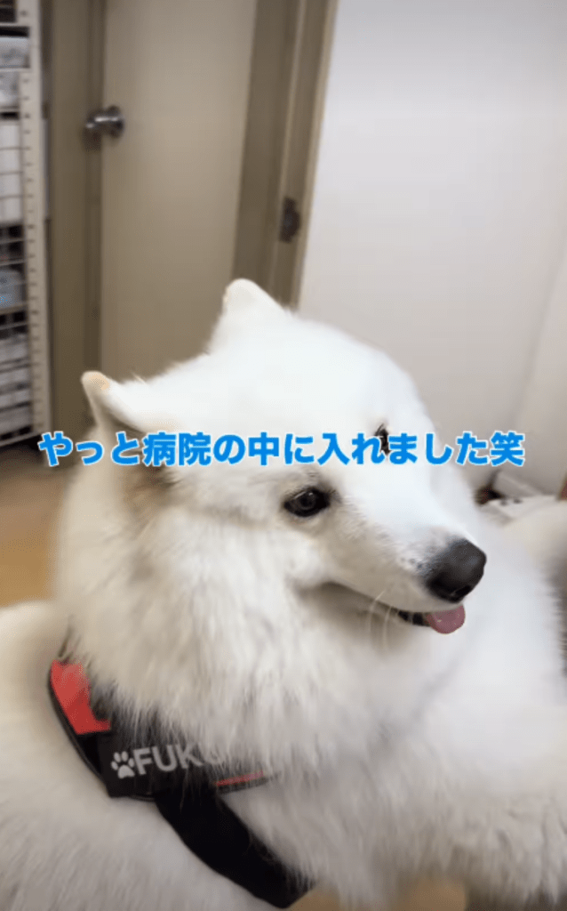 病院へ入る様子②（＠tata_haku_fukuさんより提供）