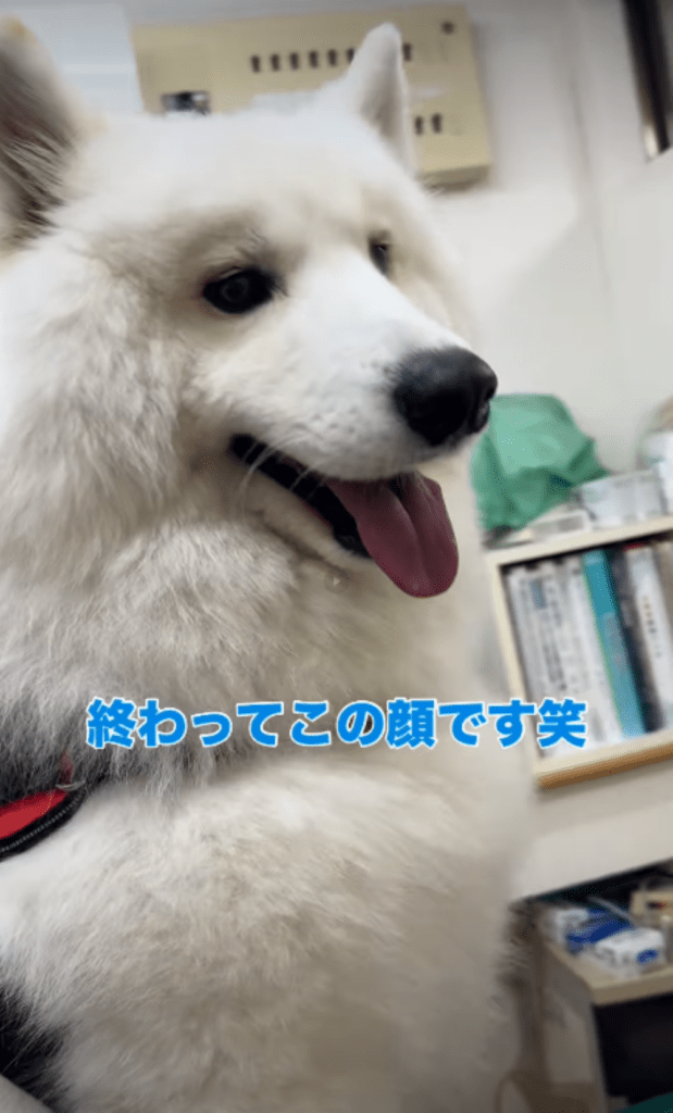 無事に注射を終えた様子①（＠tata_haku_fukuさんより提供）