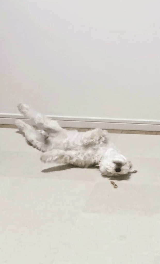 クセ強めな仕草①（@sora_maltipoooさんより提供）