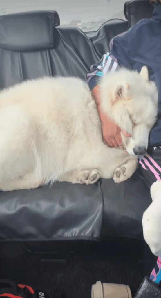 帰り道はぐっすり①（＠tata_haku_fukuさんより提供）