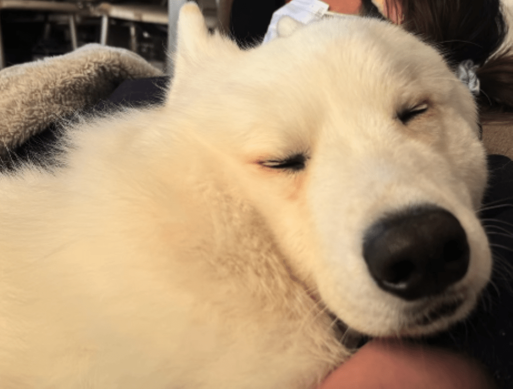 帰り道はぐっすり②（＠tata_haku_fukuさんより提供）