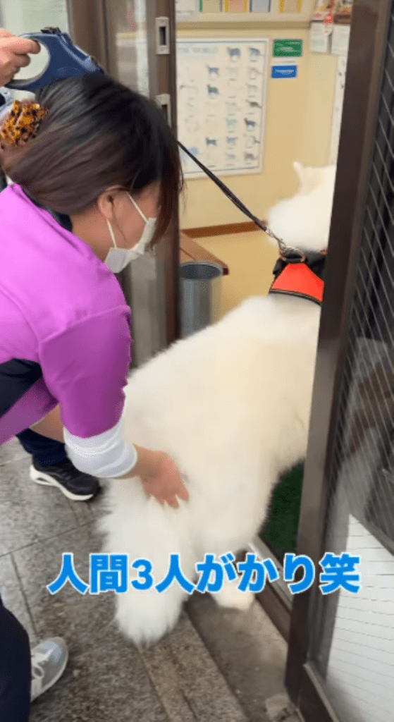 【実際の写真】　飼い主さんが見た光景