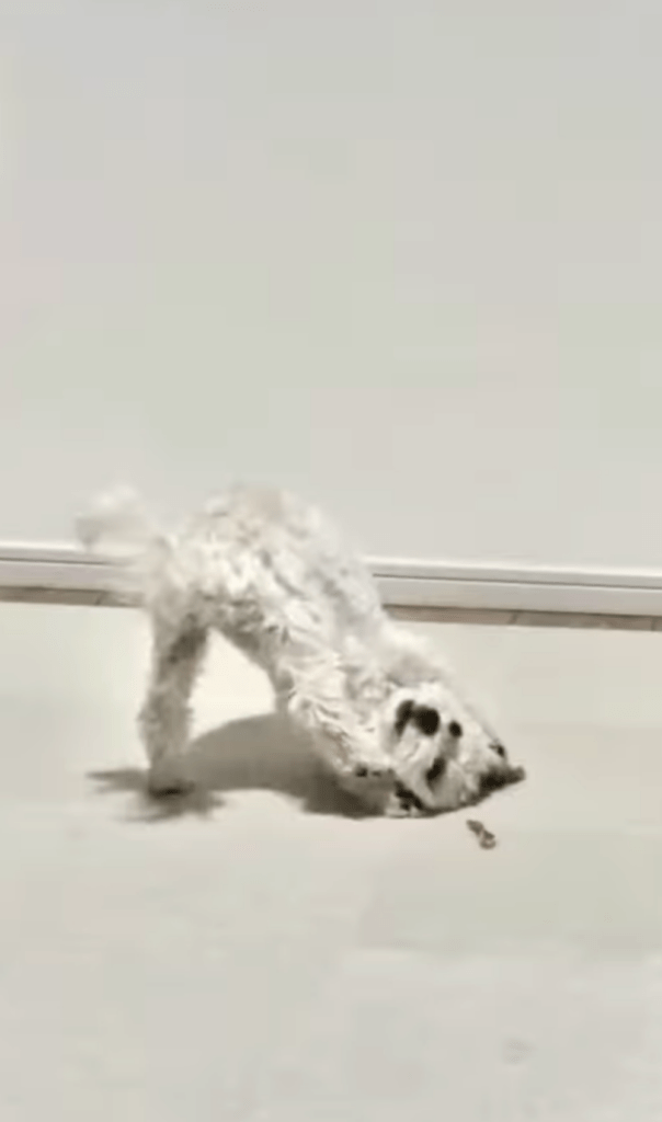 クセ強めな仕草④（@sora_maltipoooさんより提供）