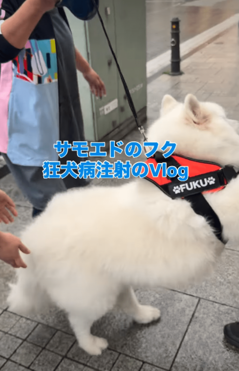 病院が苦手なサモエド。→注射の日を迎えると…まさかの光景に「吹き出しました」「気持ちわかる」