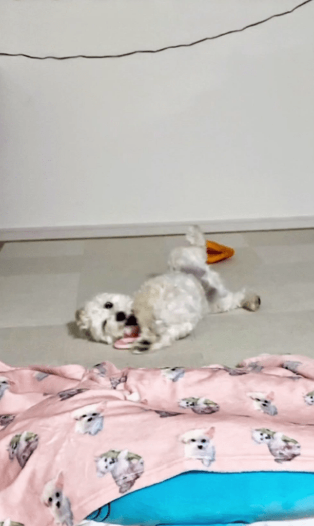 クセ強めな仕草②（@sora_maltipoooさんより提供）