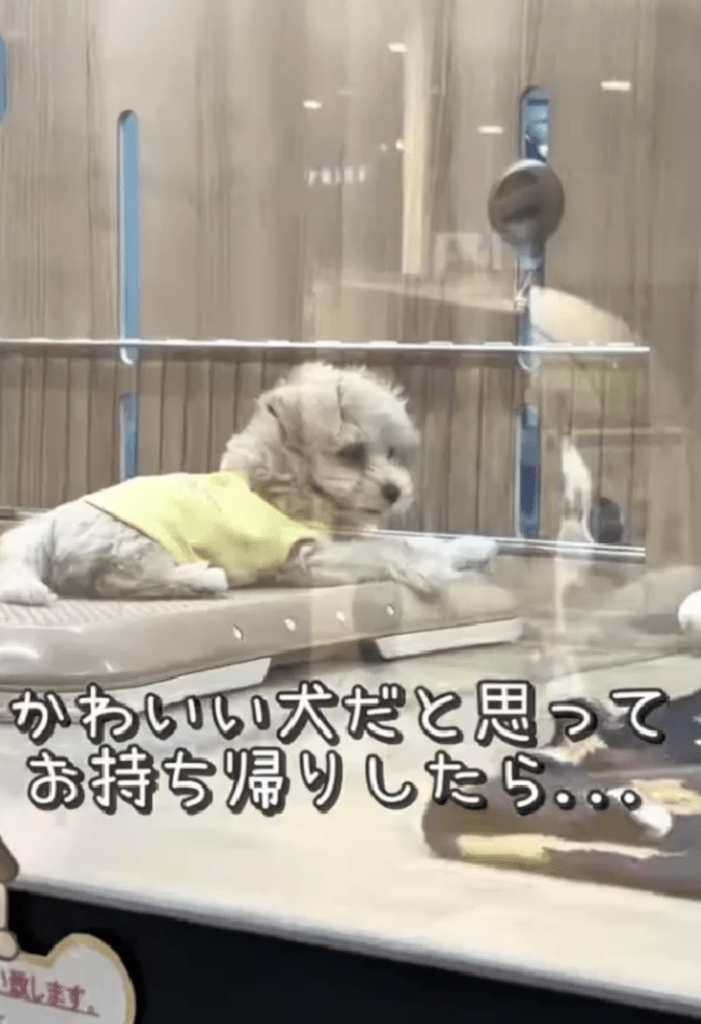 【実際の写真】　飼い主が見た光景