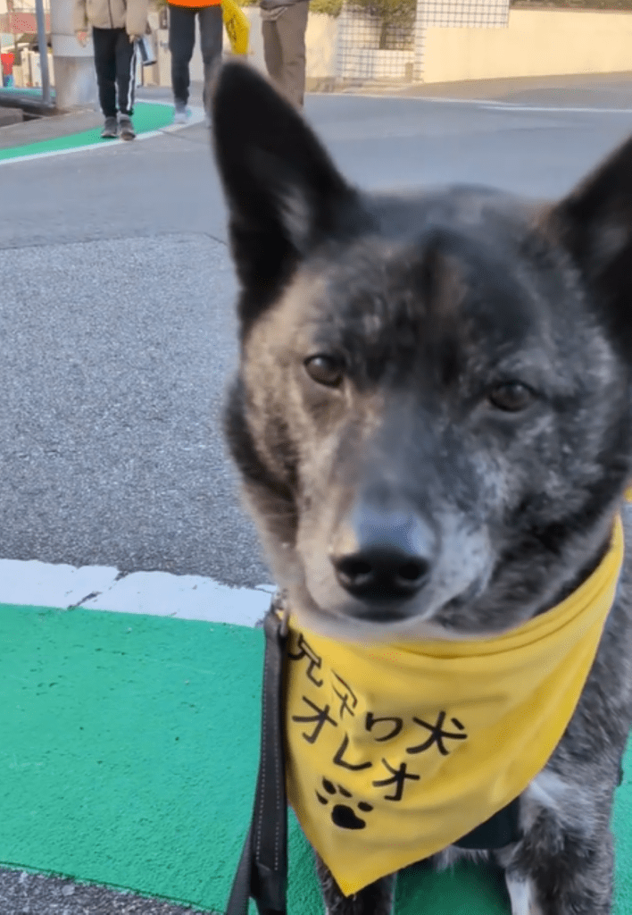 現在は地域の見守り犬①（＠useroreomimamoritai2025さんより提供）