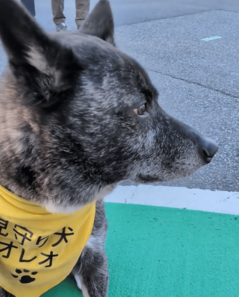 現在は地域の見守り犬②（＠useroreomimamoritai2025さんより提供）