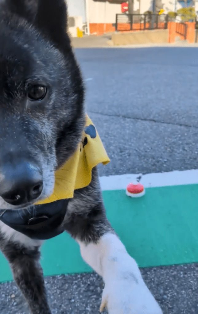 現在は地域の見守り犬③（＠useroreomimamoritai2025さんより提供）