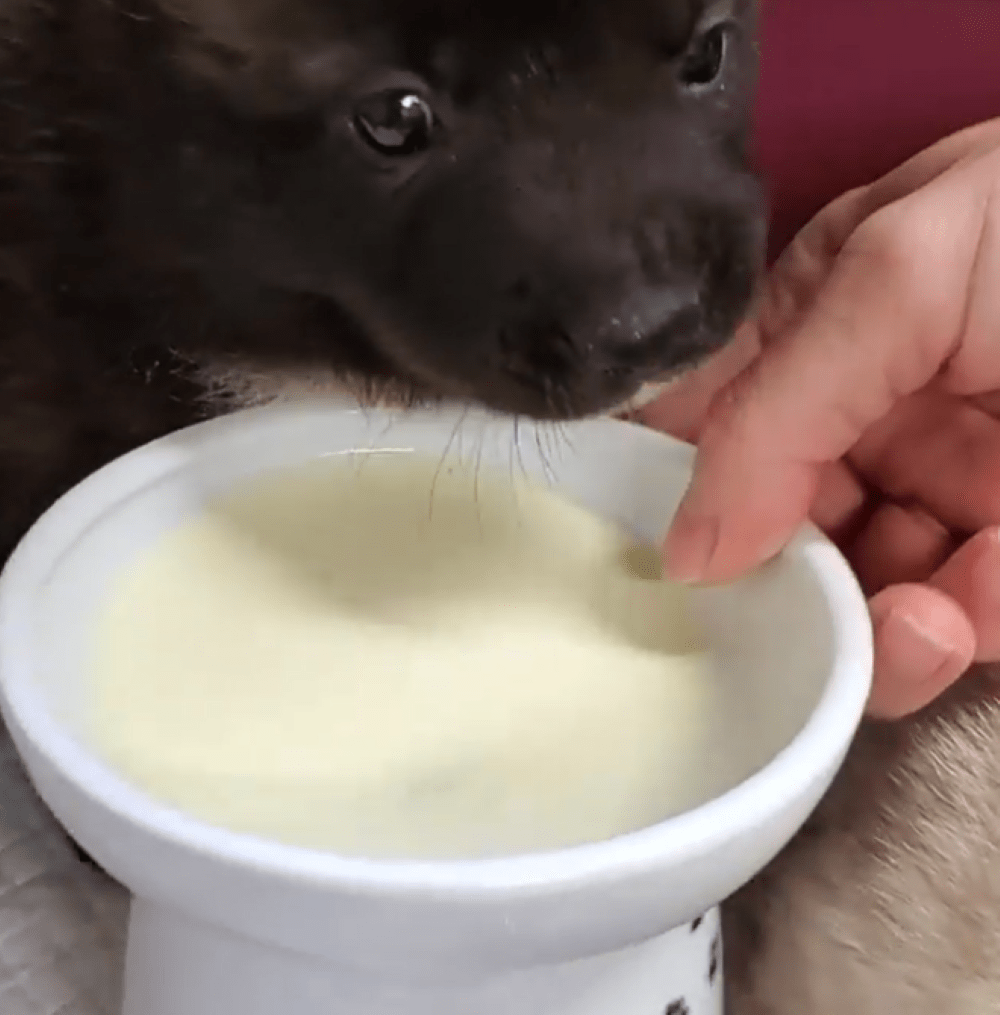 保護当初のオレオくん②（＠kobe_pinky
さんより提供）