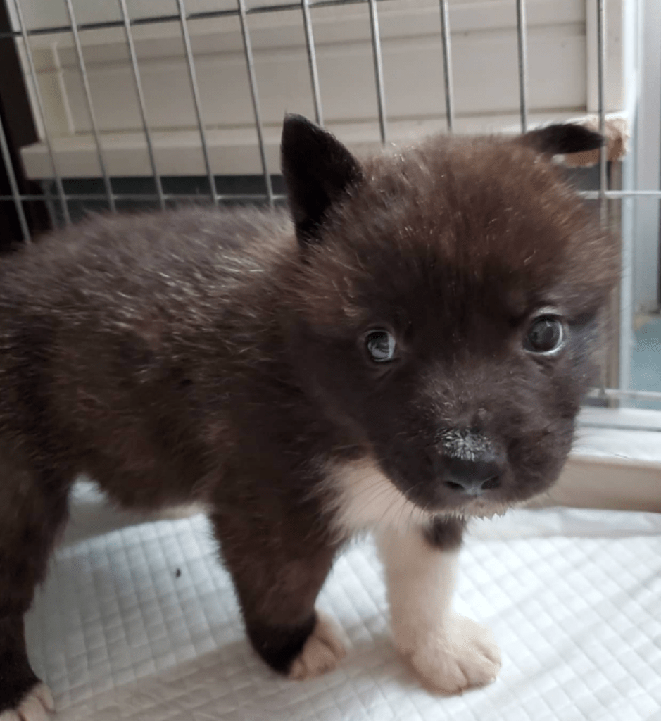 保護当初のオレオくん③（＠kobe_pinky
さんより提供）