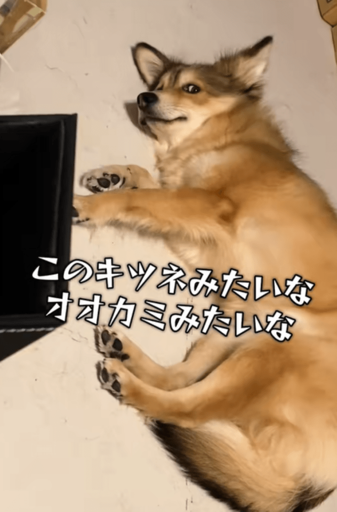 普段のりるちゃん②（＠50383ajさんより提供）