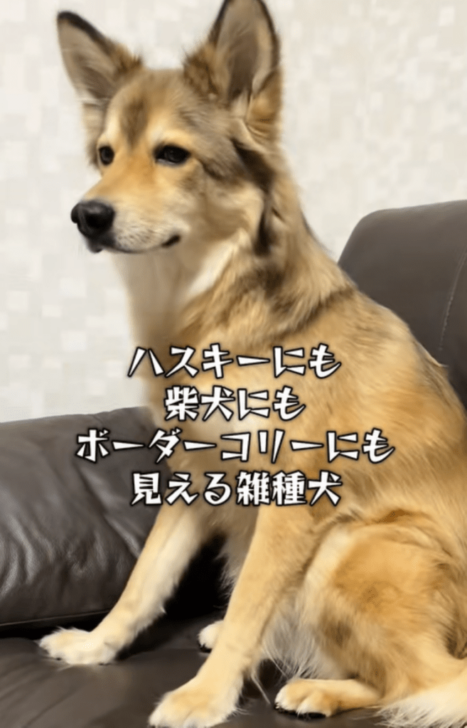 普段のりるちゃん③（＠50383ajさんより提供）