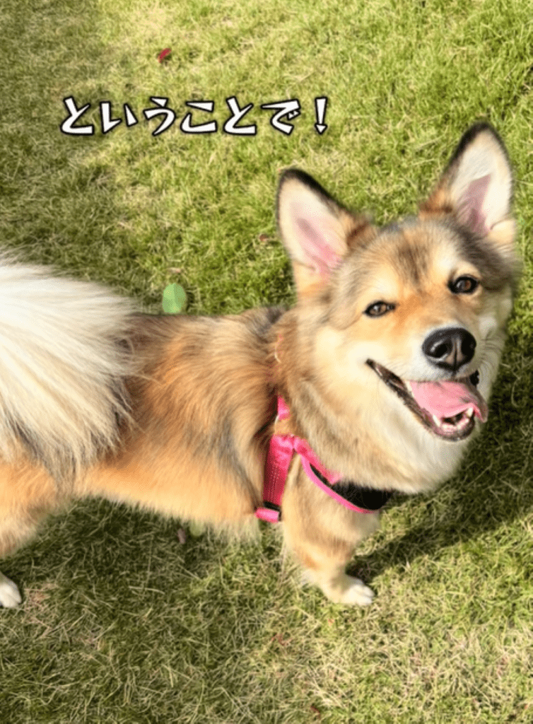 普段のりるちゃん④（＠50383ajさんより提供）