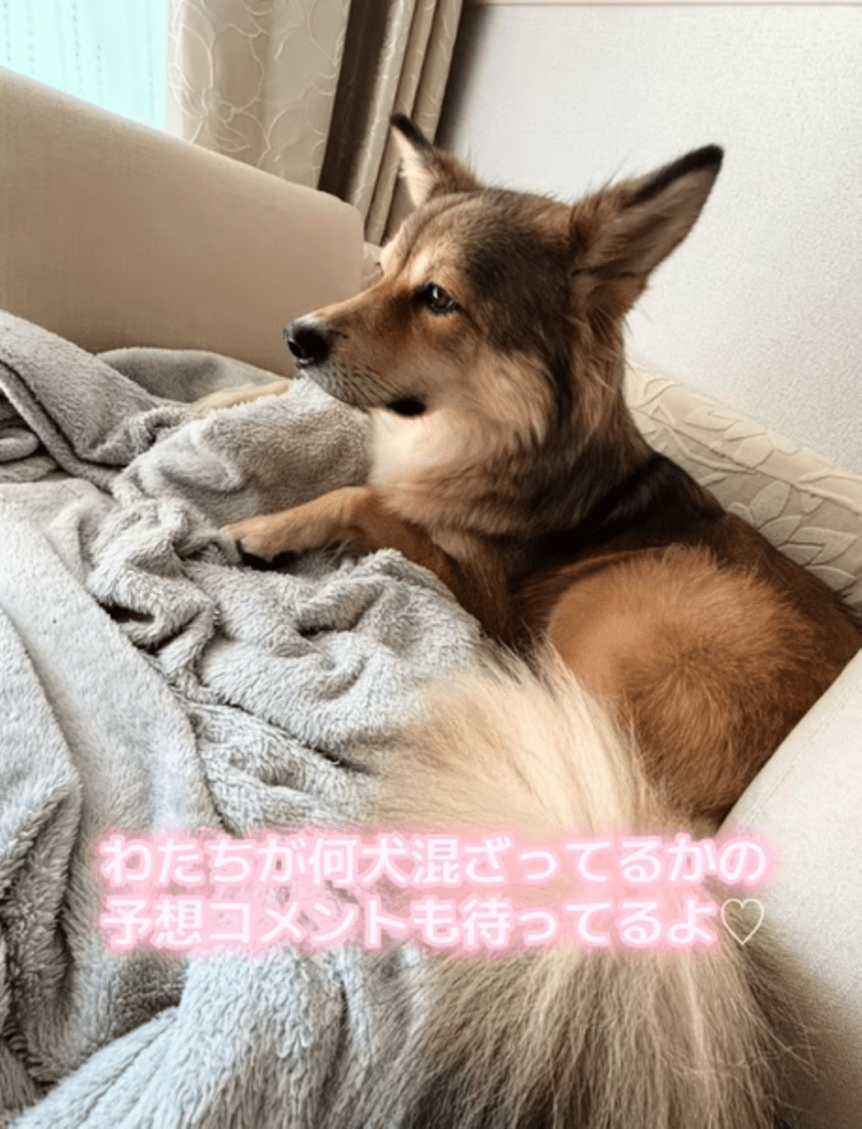 普段のりるちゃん⑤（＠50383ajさんより提供）