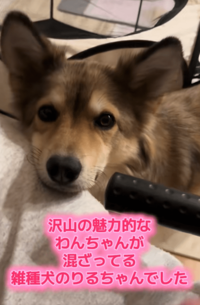 普段のりるちゃん⑥（＠50383ajさんより提供）