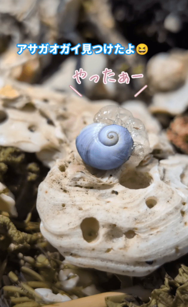 別日に見つけたアサガオガイ①（＠ninninnin0044さんより提供）