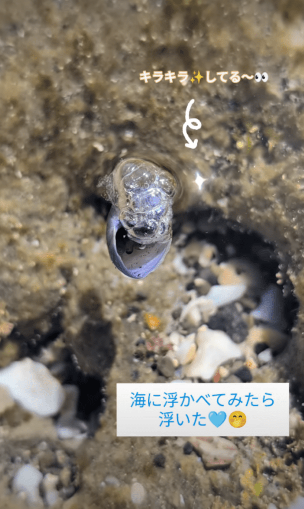 別日に見つけたアサガオガイ②（＠ninninnin0044さんより提供）