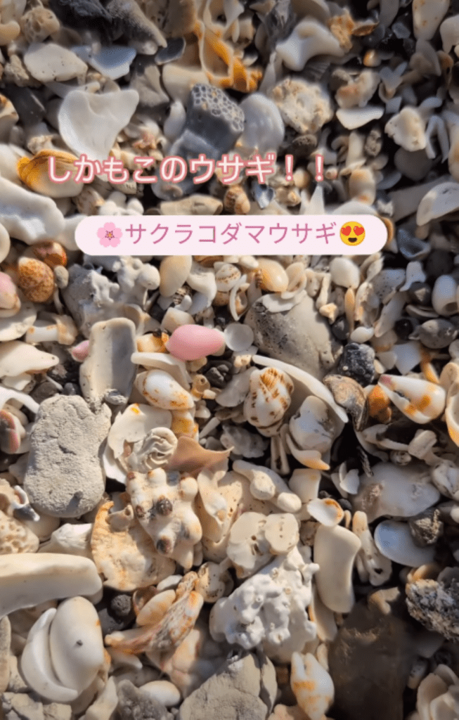 サクラコダマウサギを発見①（＠ninninnin0044さんより提供）