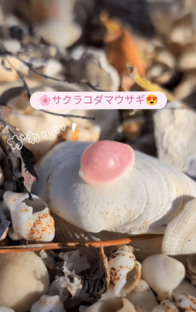 サクラコダマウサギを発見②（＠ninninnin0044さんより提供）