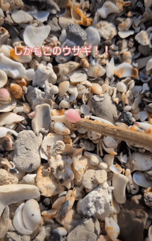 貝殻を裏返す様子（＠ninninnin0044さんより提供）