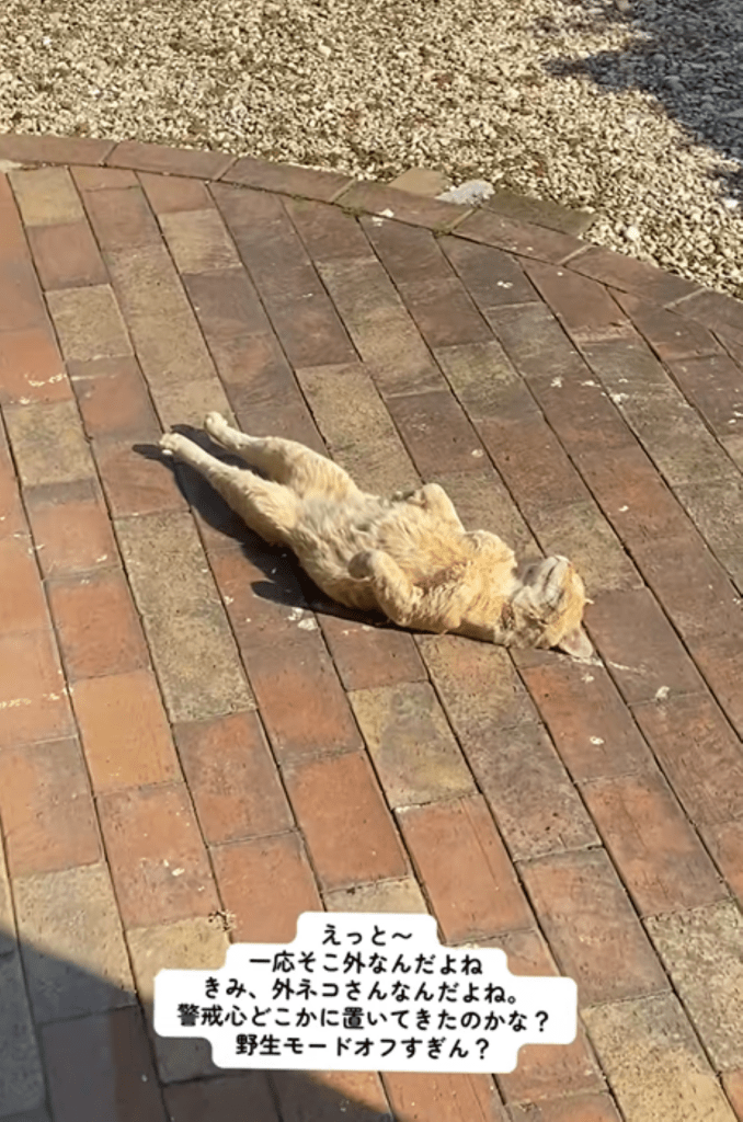 庭で眠るチャタロウくん①（＠nyan_ploさんより提供）