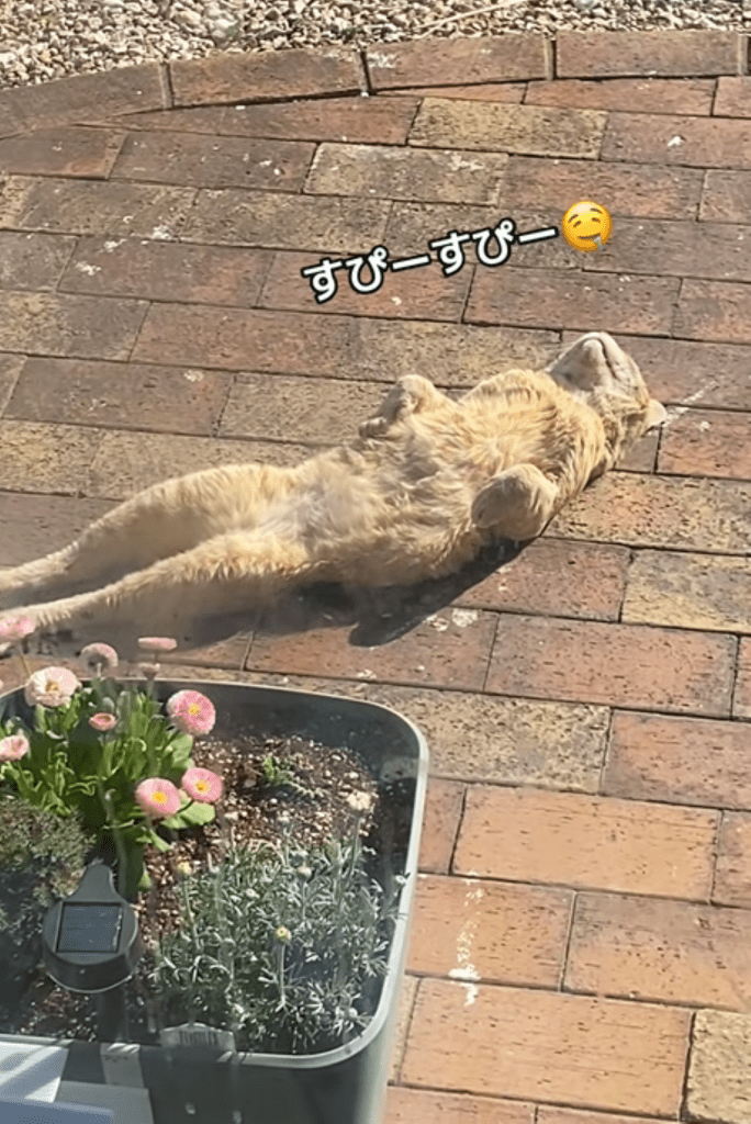 庭で眠るチャタロウくん②（＠nyan_ploさんより提供）