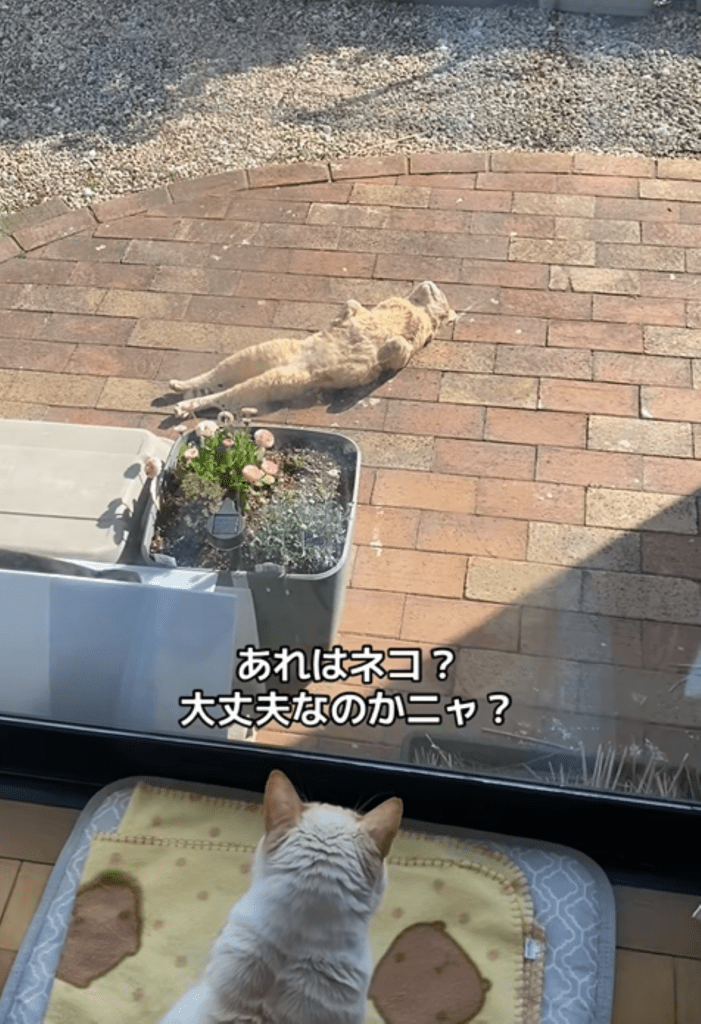 家猫から見た様子（＠nyan_ploさんより提供）