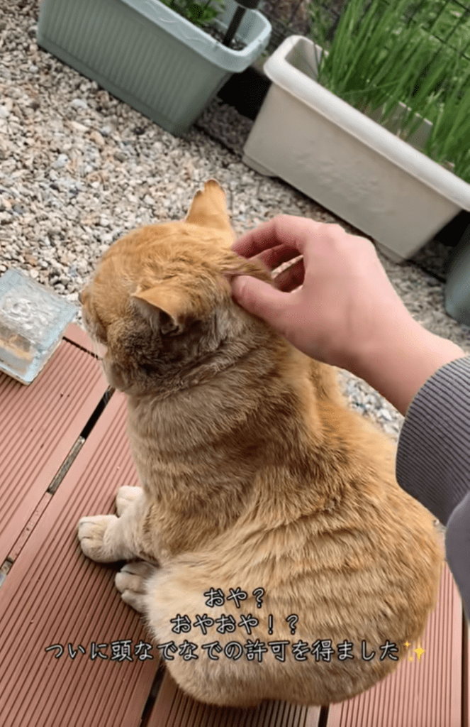 頭を撫でる許可をゲット（＠nyan_ploさんより提供）