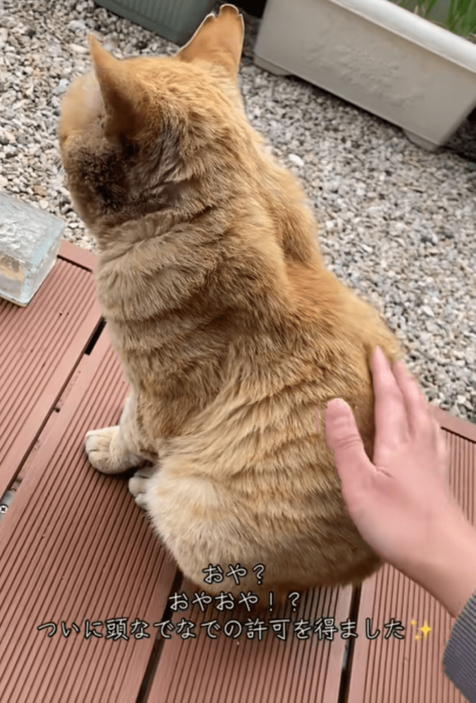 背中も撫でることに成功（＠nyan_ploさんより提供）